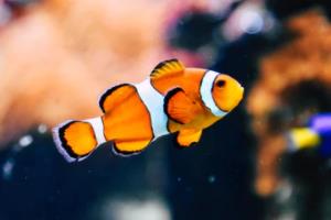 热那亚取得连胜，逼近意甲前四名位置